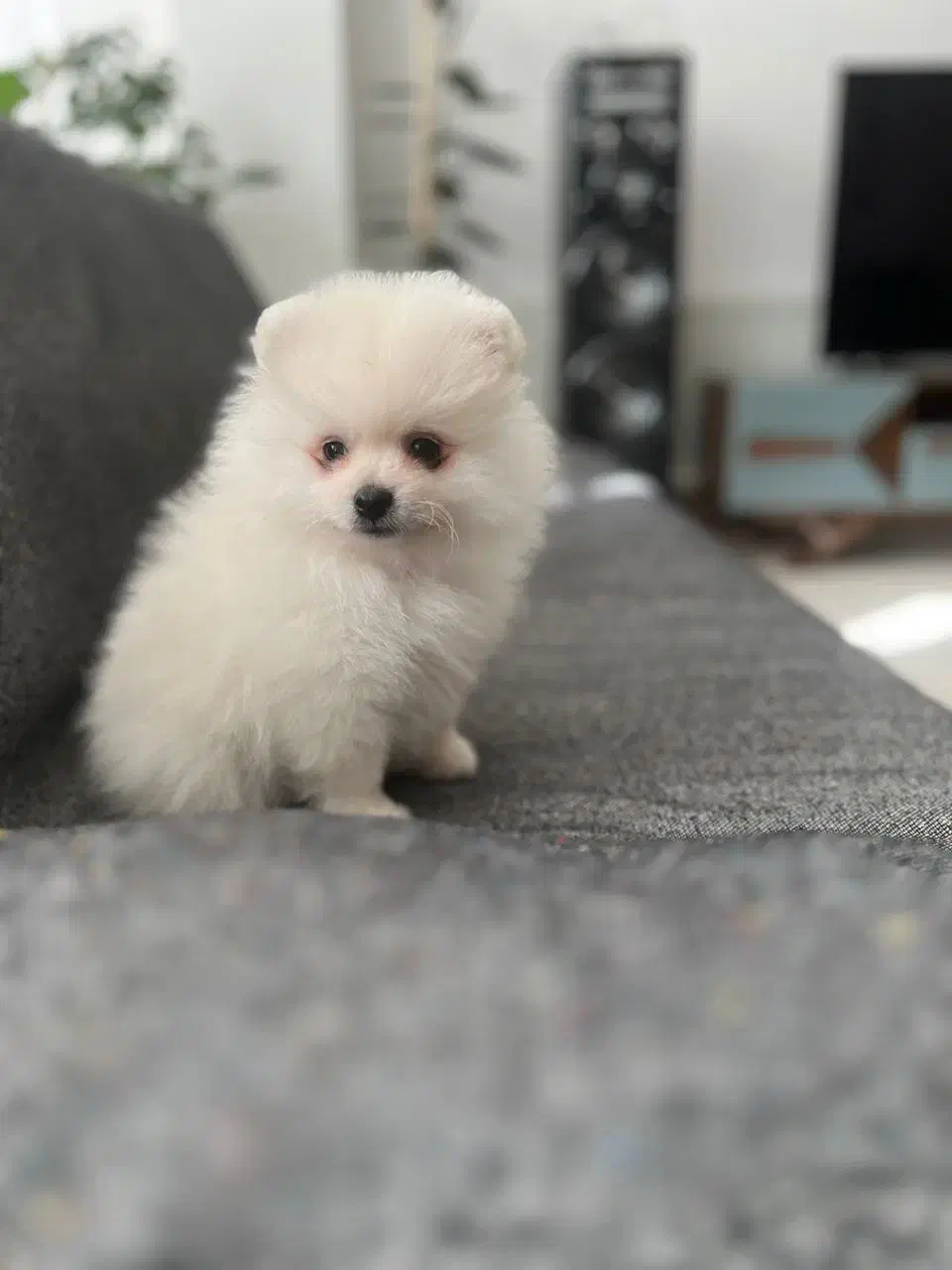 پامرانین جیبی|سگ|اصفهان, مرداویج|دیوار