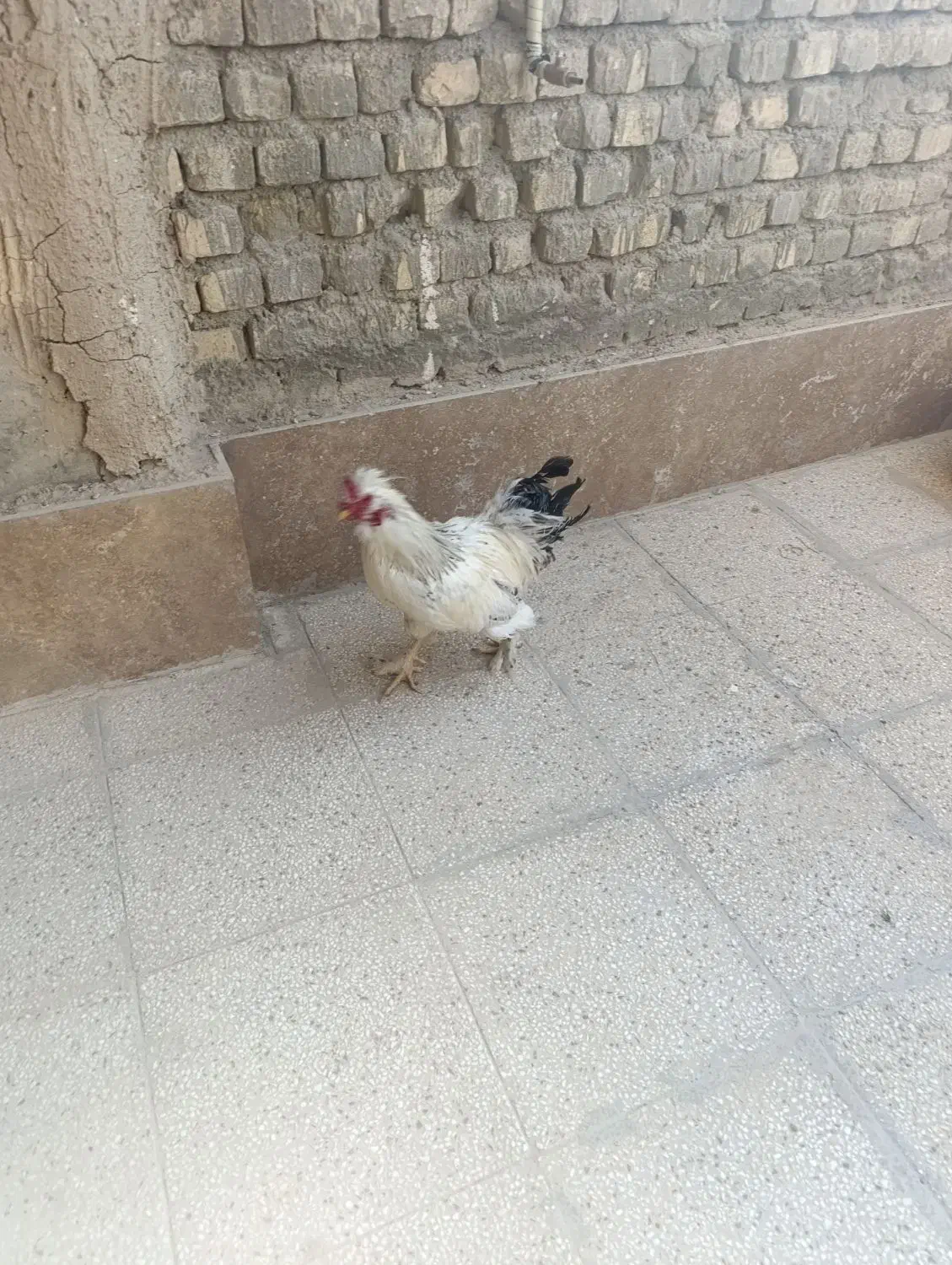 خروس برهماخونگی جوان یک ساله|حیوانات مزرعه|اصفهان, ارداجی|دیوار