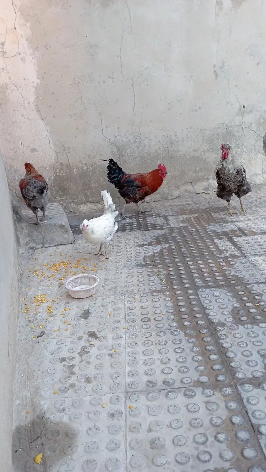 مرغ و خروس درجه یک|حیوانات مزرعه|ملکشاهی, |دیوار