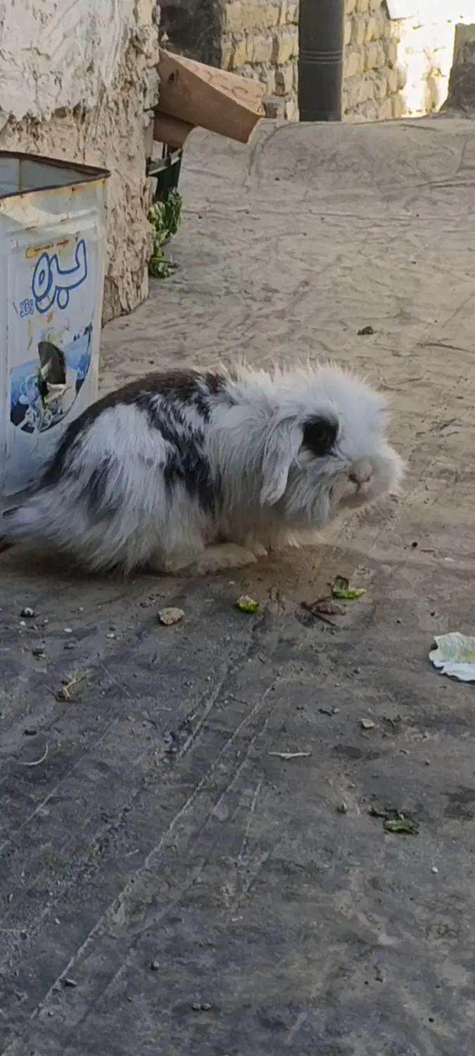 خرگوش لوپ|موش و خرگوش|مشهد, شهید قربانی|دیوار