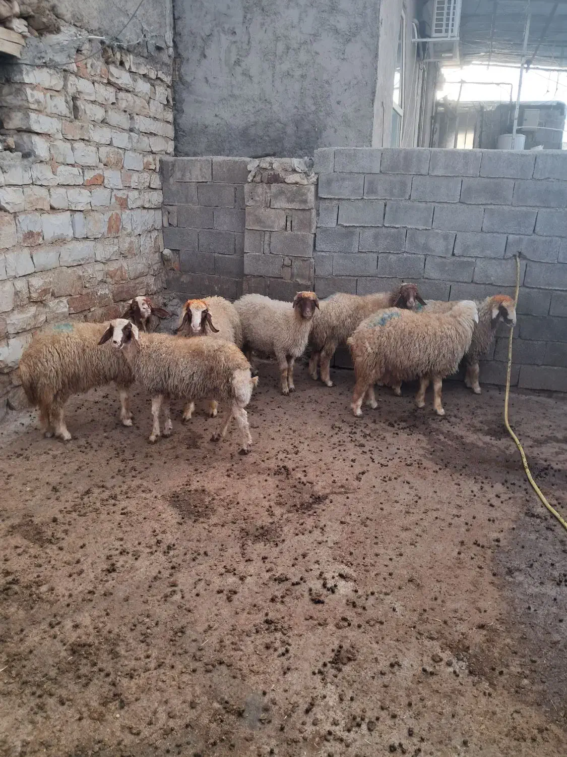 فروش کاونررپرواری|حیوانات مزرعه|جوانرود, |دیوار