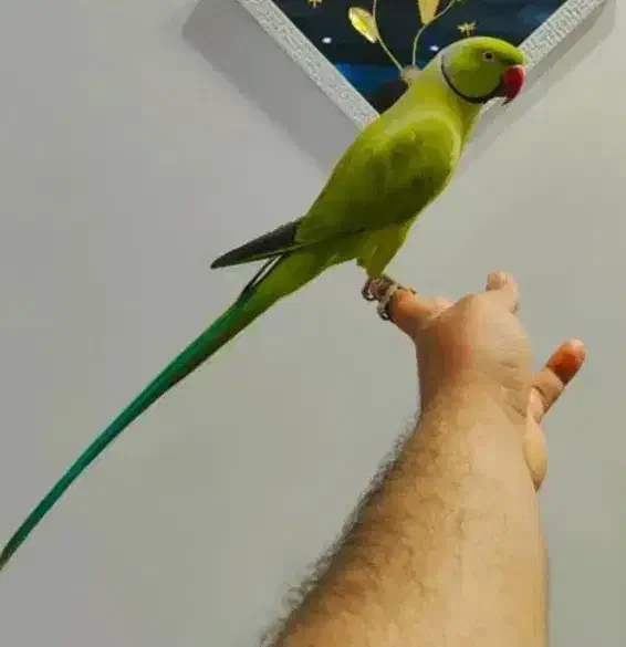 طوطی ملنگو رام سخنگو|پرنده|زرند, |دیوار