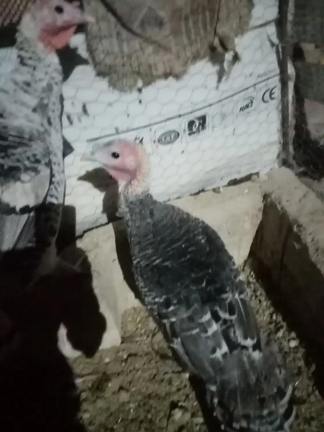 بوقلمون ماده دوتابایک نر|حیوانات مزرعه|کرباسک, |دیوار