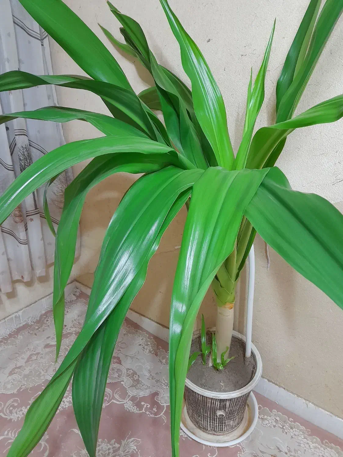 گل اشک ملکه|گل و گیاه طبیعی|شاهین‌شهر, شهرک سایت|دیوار