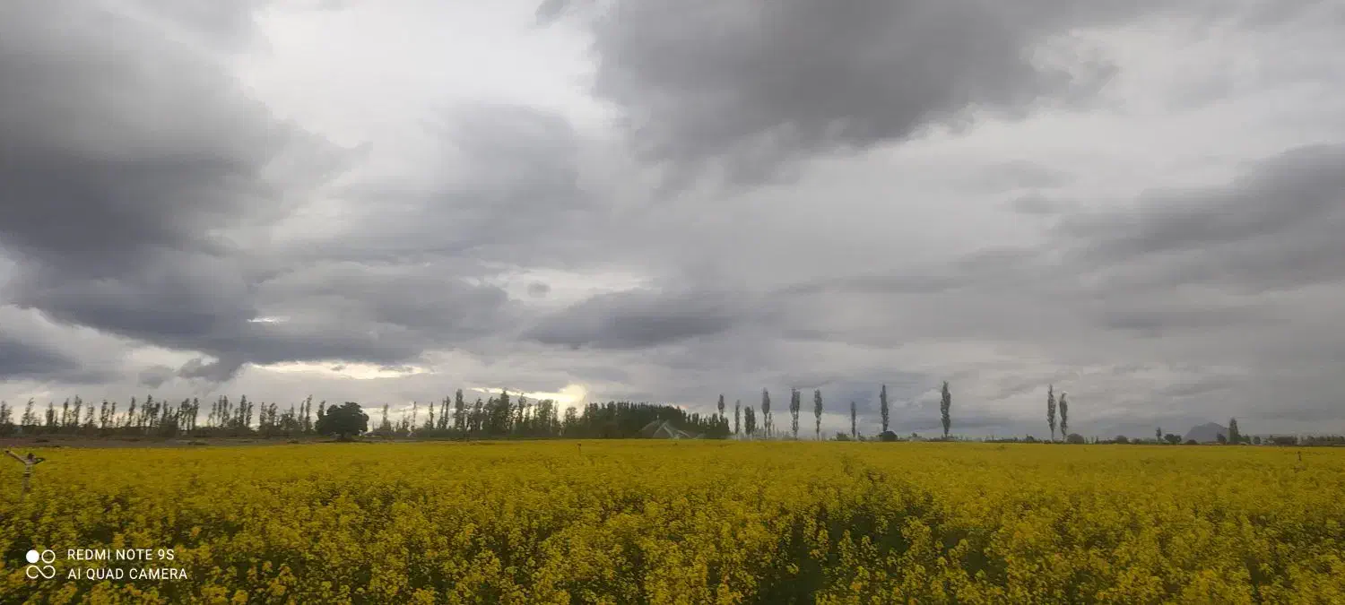 فروش فوری زمین|فروش زمین و ملک کلنگی|بردسیر, |دیوار