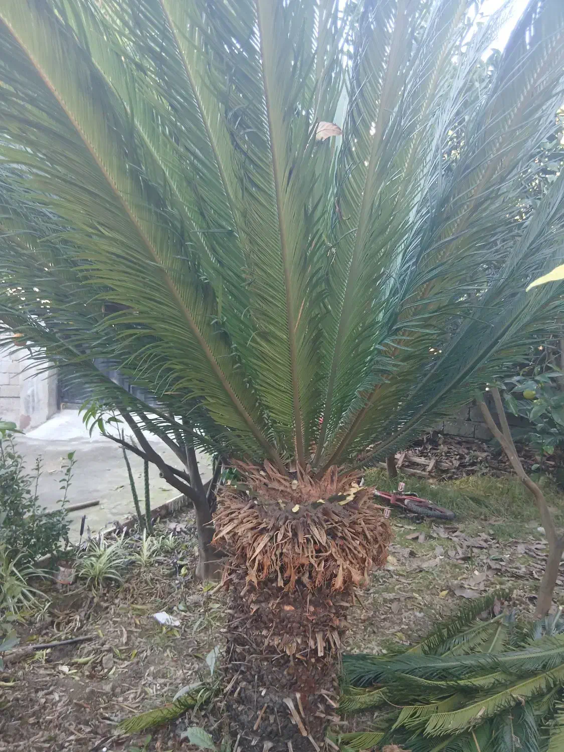 سیکاس ۱۳۰ سانتی متر|گل و گیاه طبیعی|رویان, |دیوار