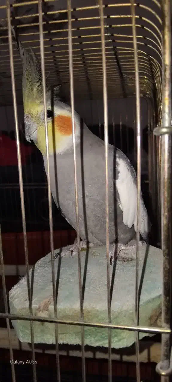 فروش عروس هلندی|پرنده|پاکدشت, پارچین|دیوار