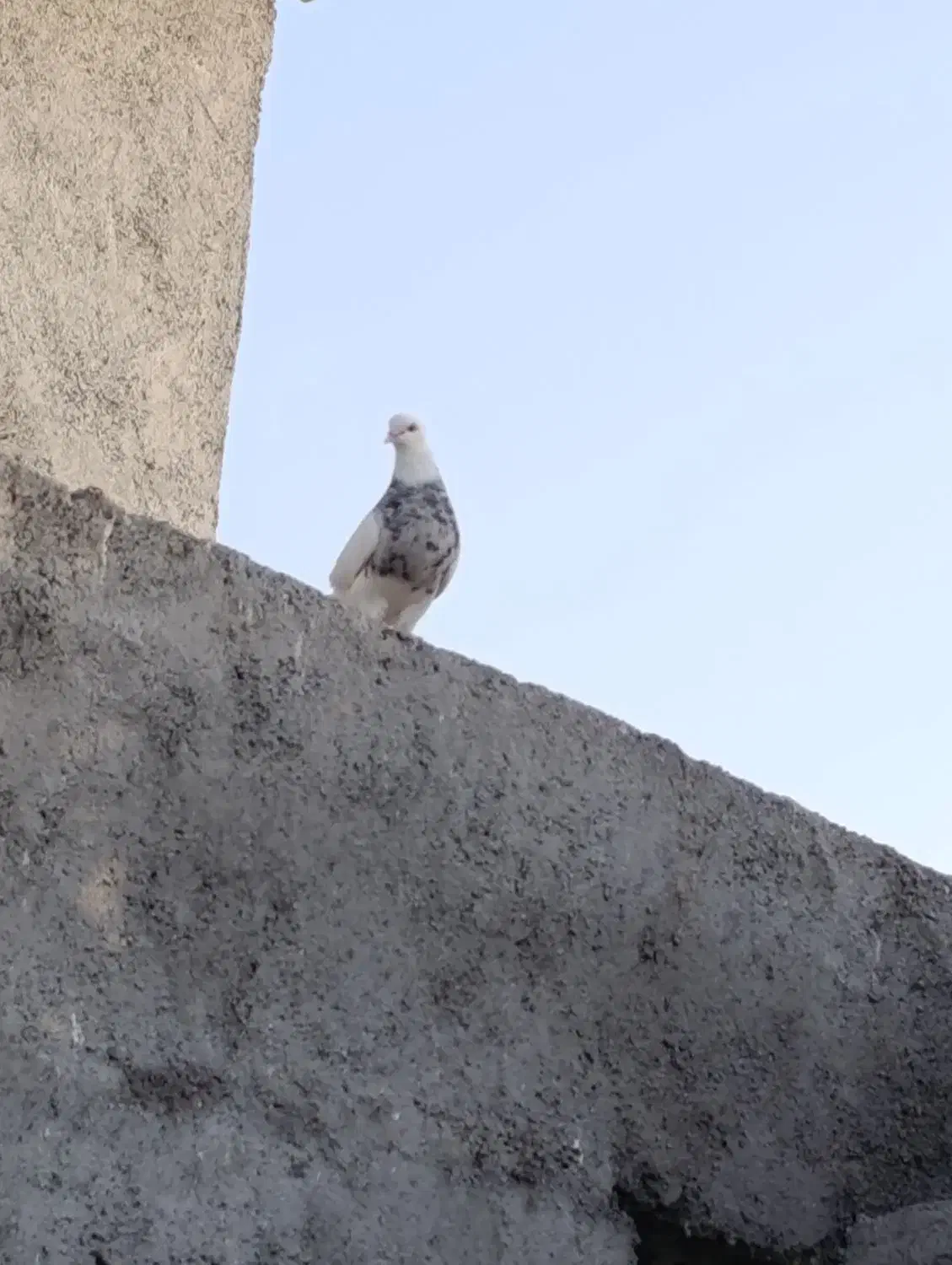 کفتر طوقی نر|پرنده|اهواز, بعثت|دیوار