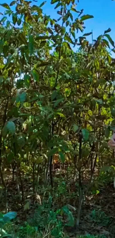 نهالستان تخصصی انواع نهال مثمر و غیر مثمر|خدمات باغبانی و درختکاری|مشهد, پروین اعتصامی|دیوار