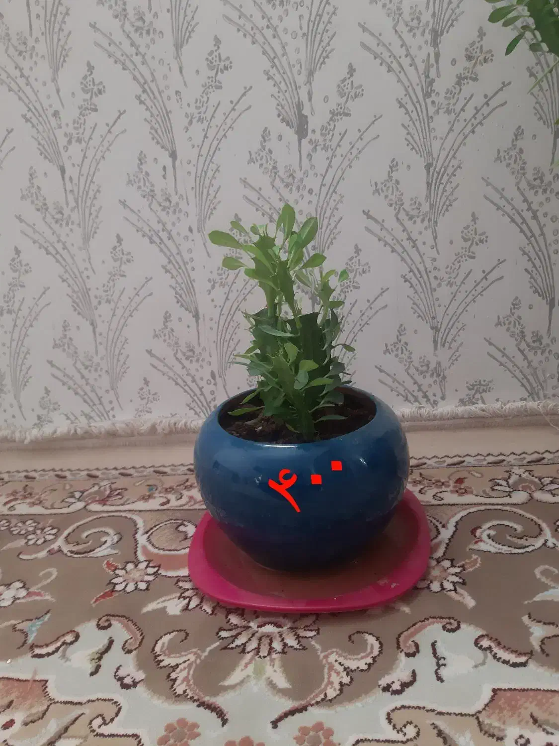 گل وگیاه طبیعی|گل و گیاه طبیعی|سرپل ذهاب, |دیوار