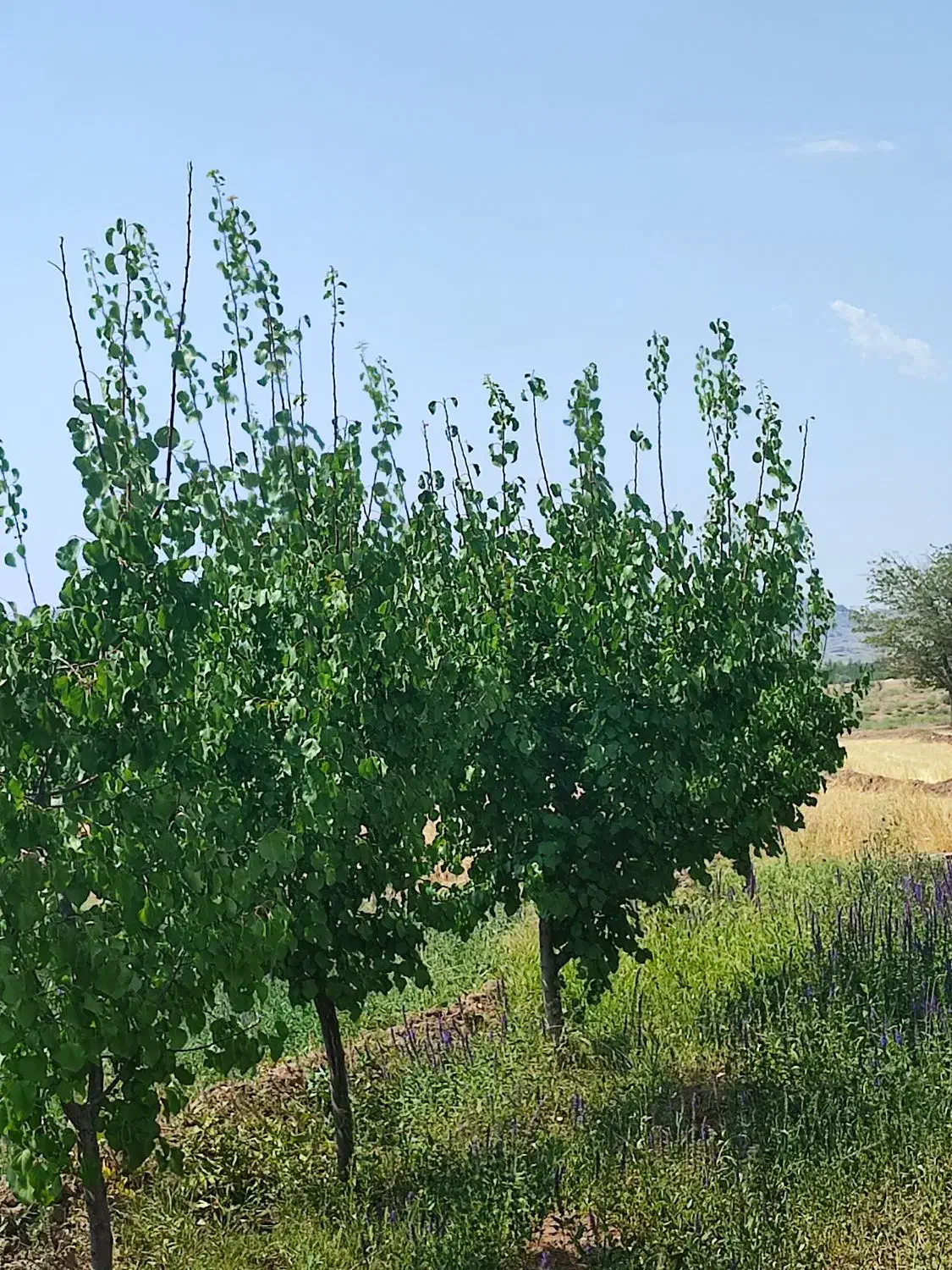 نهالستان تازه کند اخوند|خدمات باغبانی و درختکاری|یامچی, |دیوار