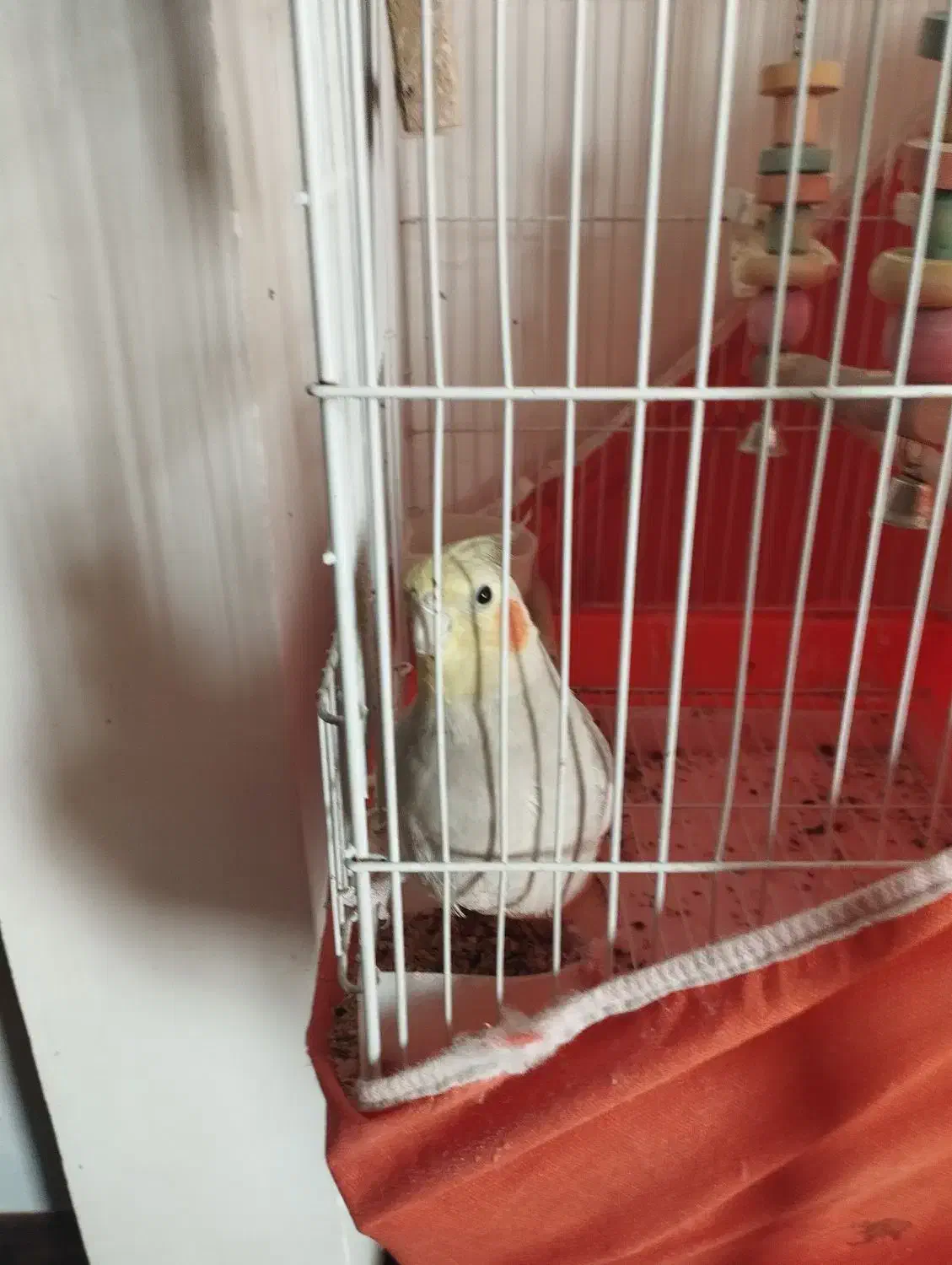 طوطی عروس هلندی|پرنده|اقبالیه, |دیوار