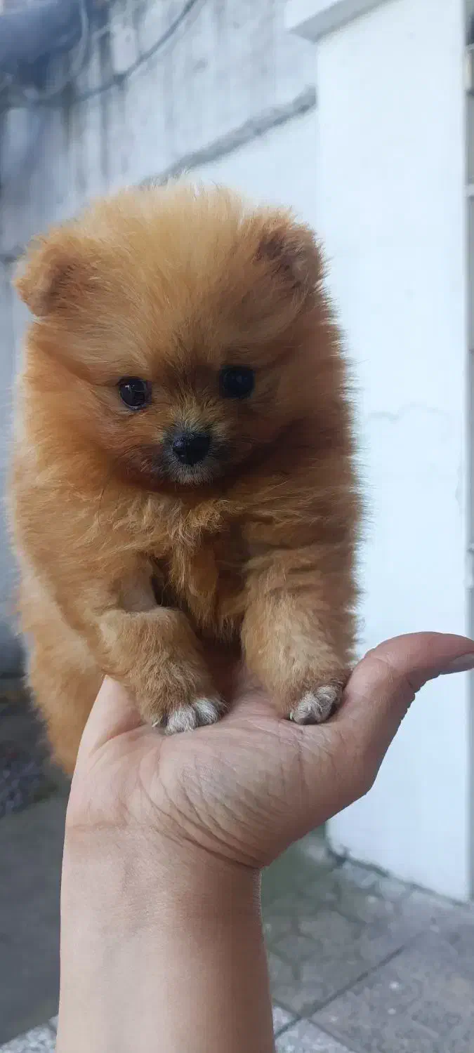 سگ پامر خرسی ۱۵ میلیونی|سگ|آمل, |دیوار