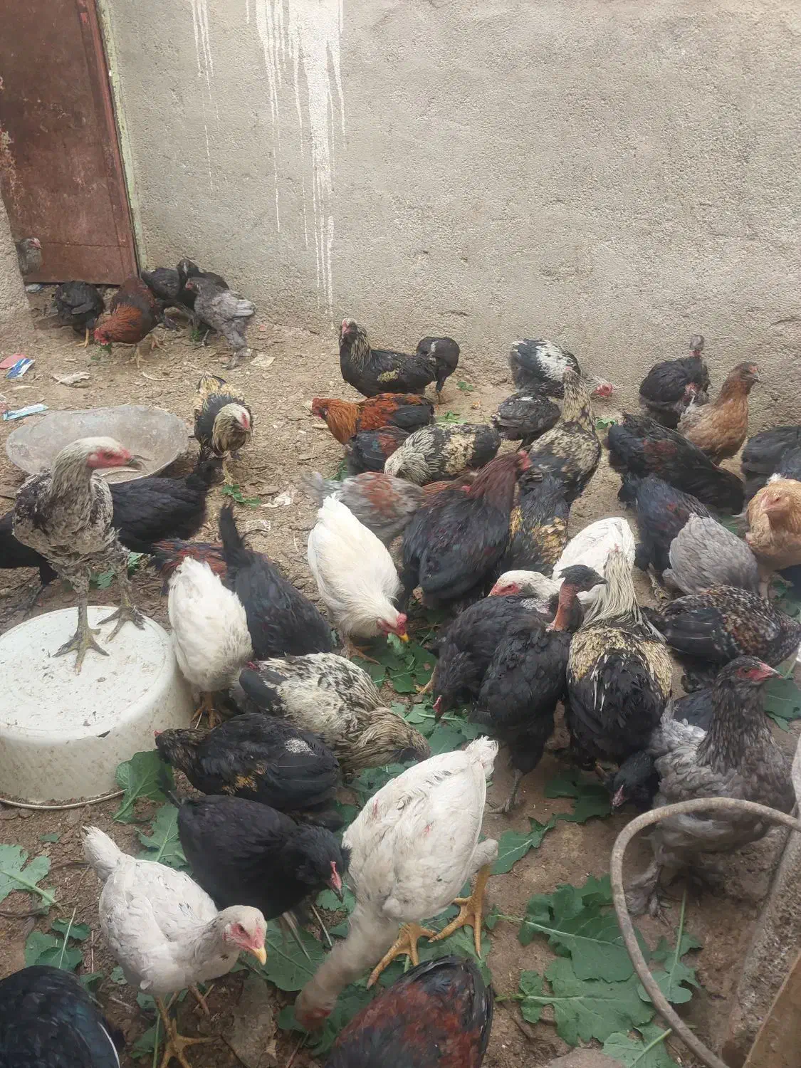 نیمچه مرغ و خروس لاری و برهما و مرندی درجه یک|حیوانات مزرعه|طاغنکوه, |دیوار