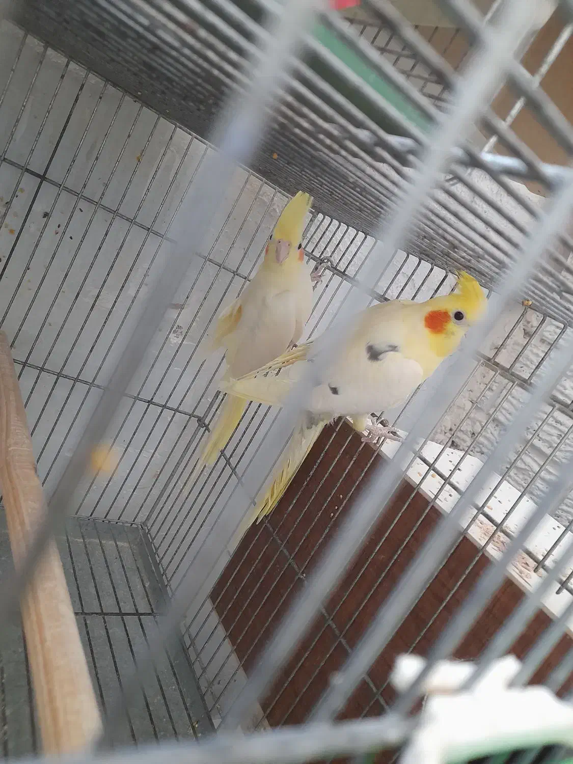 قفس دست ساز و عروس هلندی فر و شی|لوازم جانبی حیوانات|رباطکریم, شهرک والفجر|دیوار