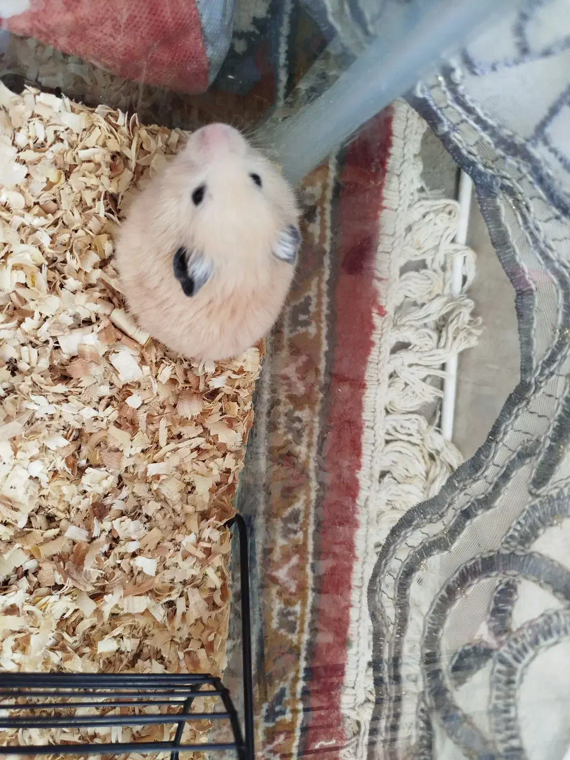 حیوانات|موش و خرگوش|قوچان, |دیوار