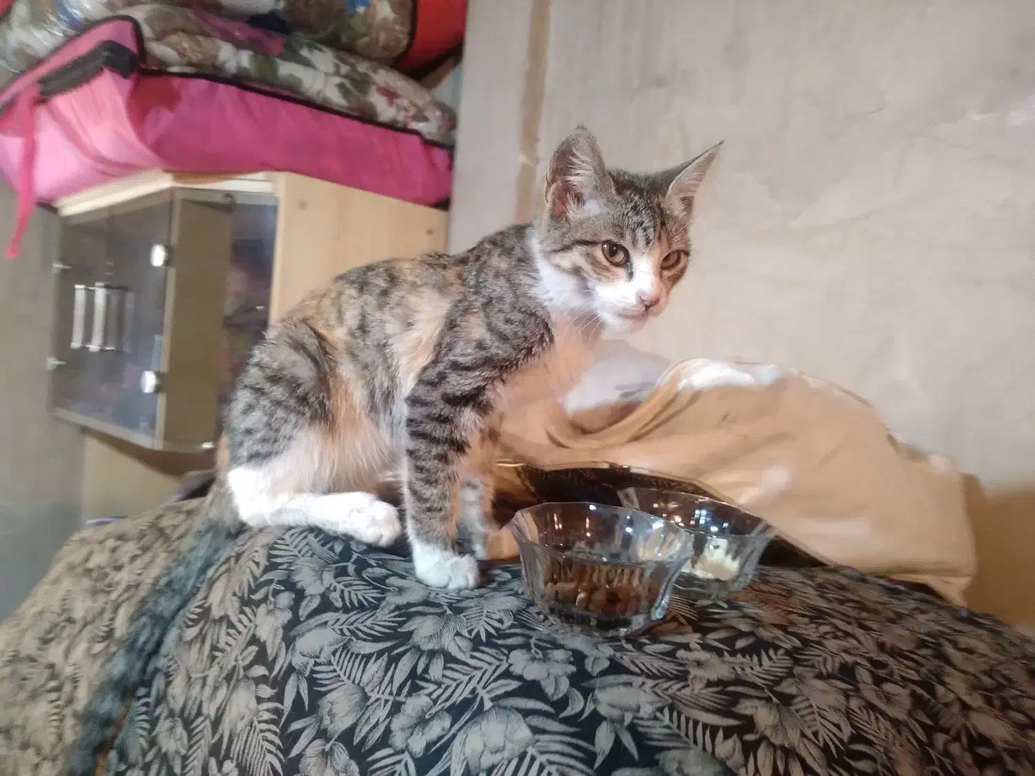 واگذاری رایگان بچه گربه ماده ۳ ماهه|گربه|بوکان, |دیوار