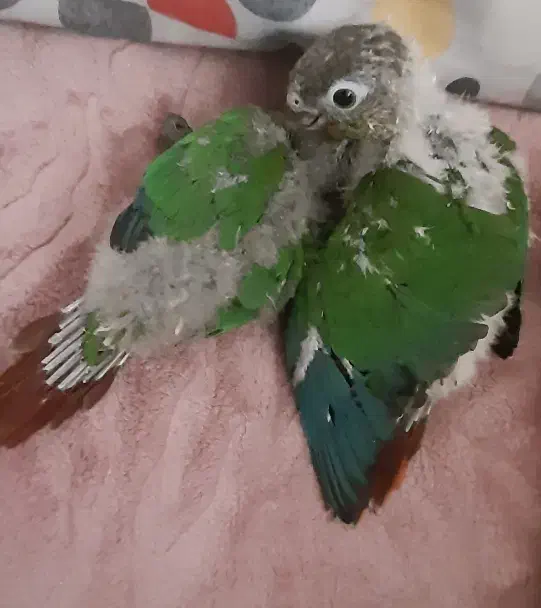 یک عدد جوجه سرلاکی گرینچیک|پرنده|لنجان, |دیوار