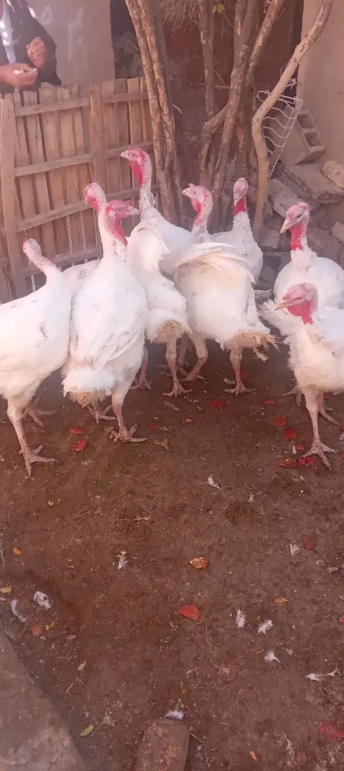 مرغ تخمی وبوقلمون گوشتی|حیوانات مزرعه|جلگه ماژان, |دیوار