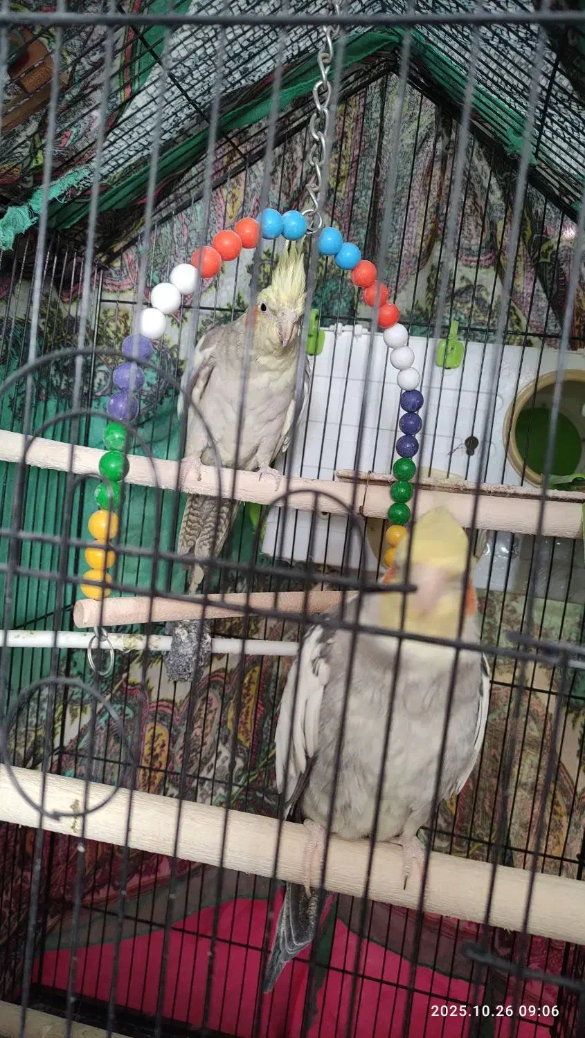 عروس هلندی مولد همراه جوجه|پرنده|ابهر, |دیوار