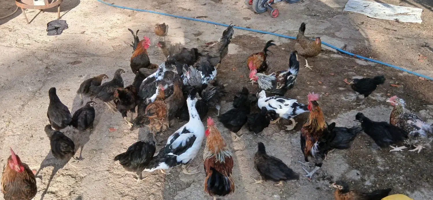 مرغ ،بوقلمون واردک موسکوی در شهر هویزه|حیوانات مزرعه|اهواز, سیاحی(سه راه خرمشهر)|دیوار