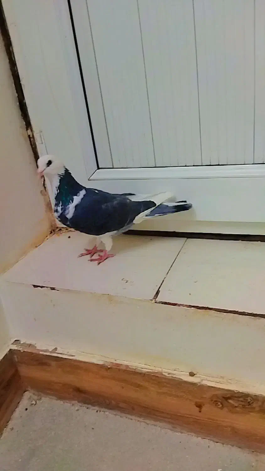 کبوتر نر|پرنده|بجنورد, |دیوار