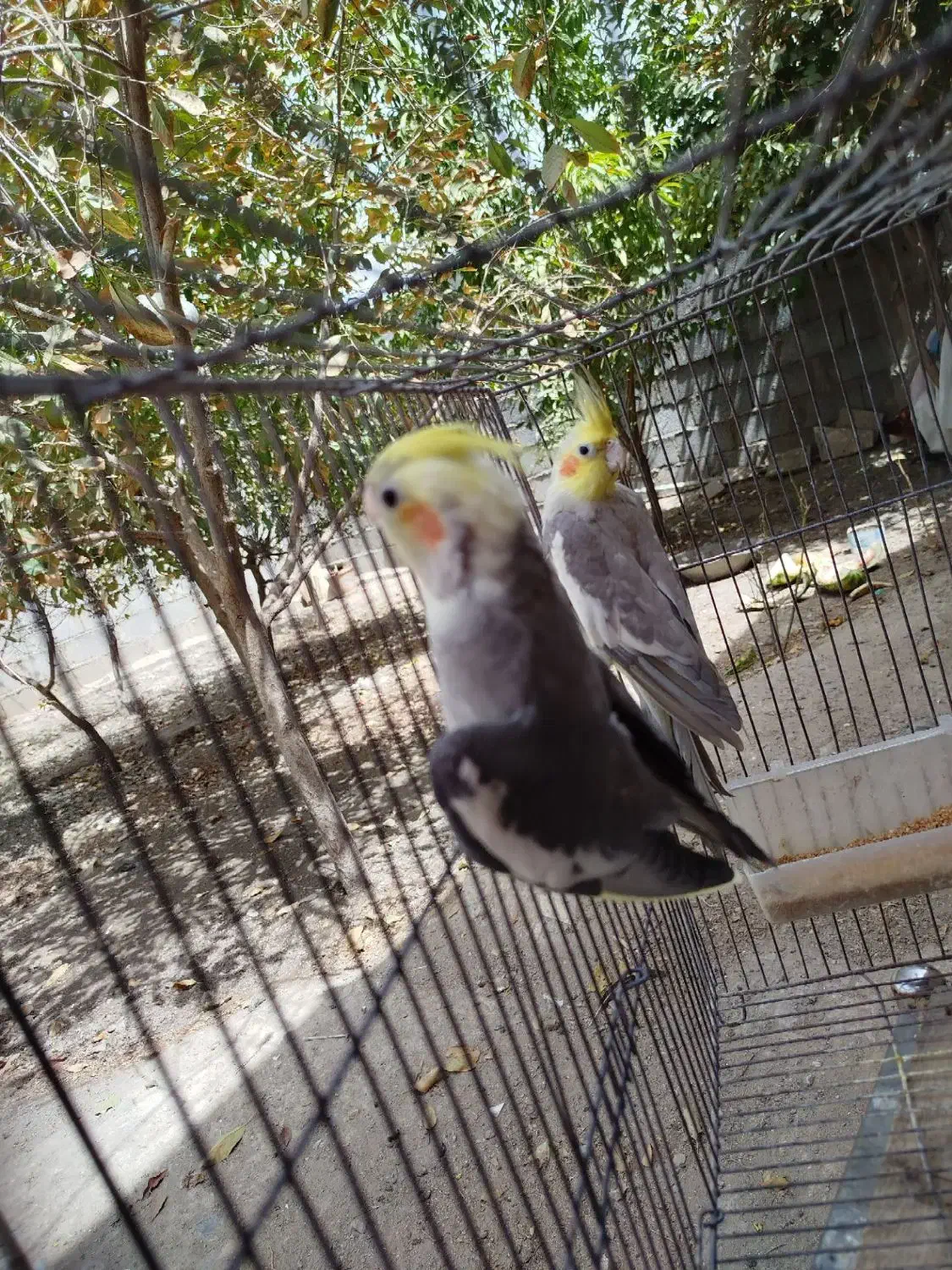 عروس هلندی ابلغ آهویی|پرنده|مشهد, چهاربرج|دیوار