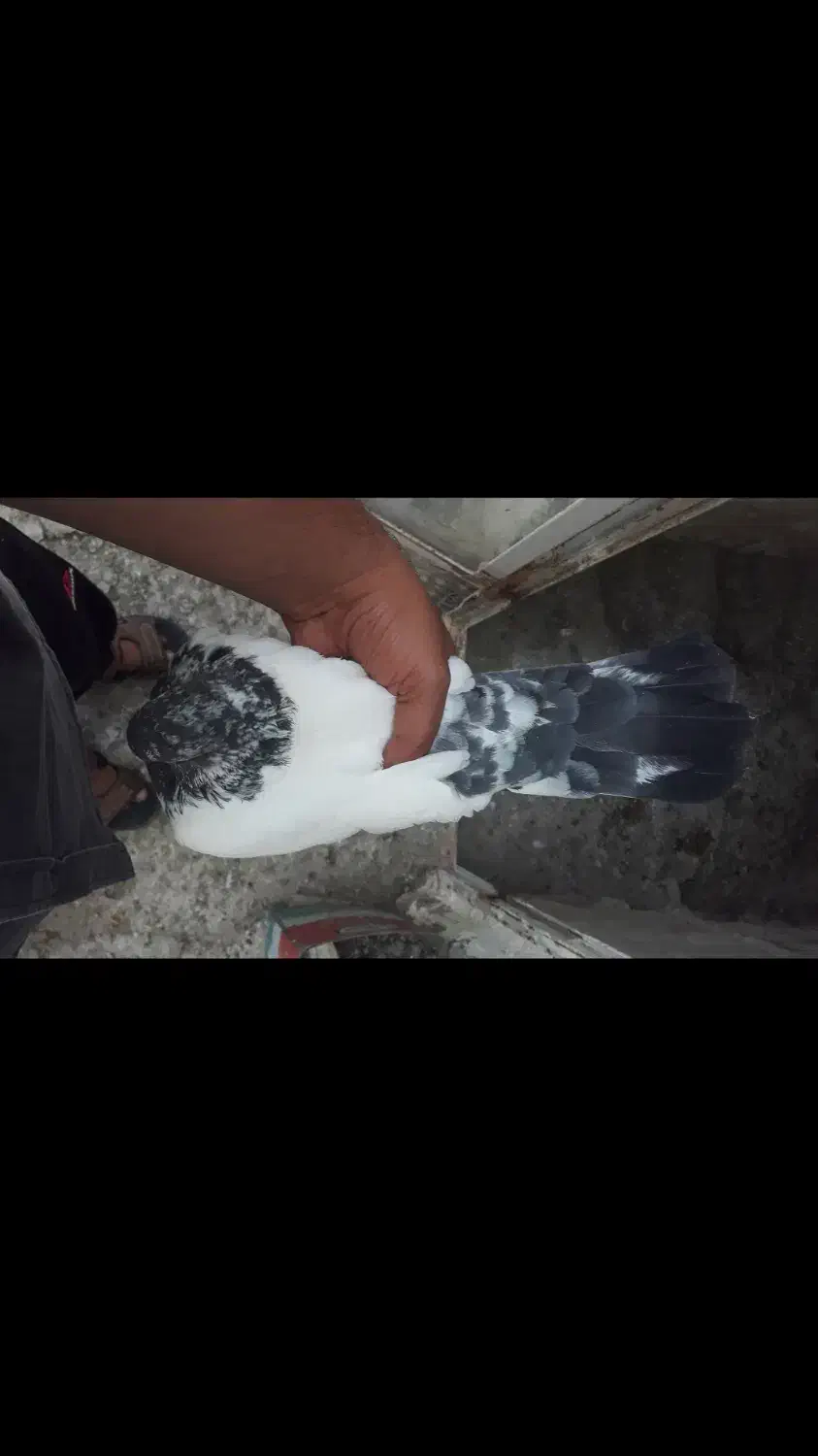 کله دم سبز|پرنده|رزن, |دیوار