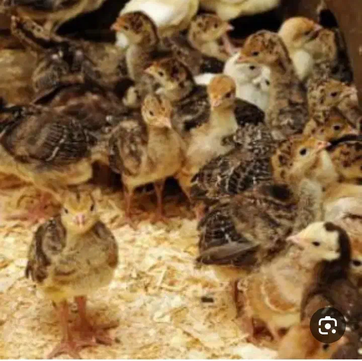 بوقلمون|حیوانات مزرعه|کرج, ترمینال کلانتری|دیوار