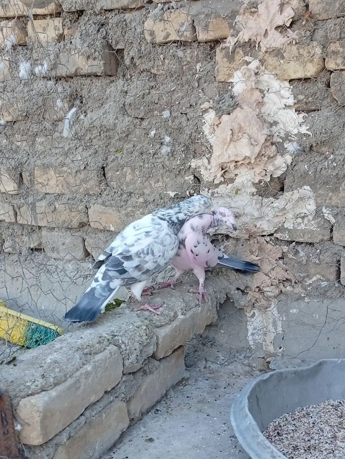 بزک سیاه پلاکی|پرنده|حمیدیا, |دیوار