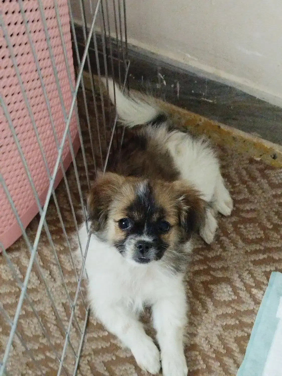 سگ پامر|سگ|زاهدان, |دیوار