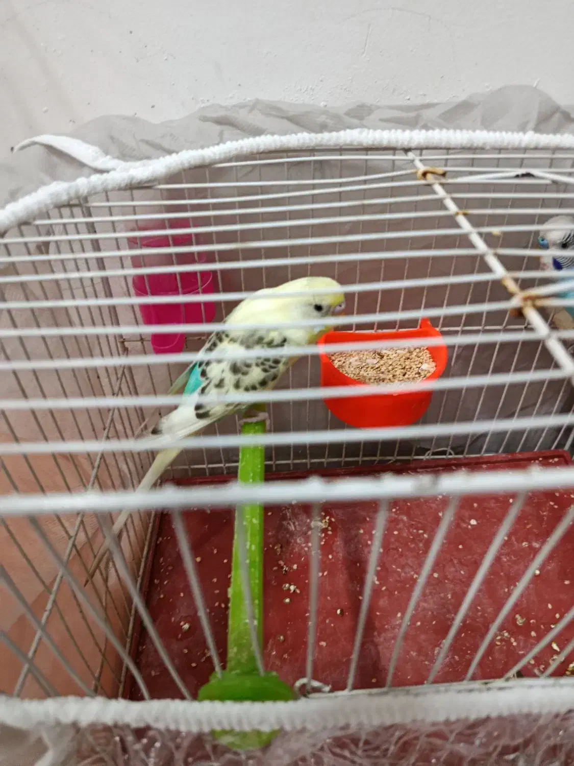 یک جفت مرغ عشق|پرنده|مشهد, قائم|دیوار