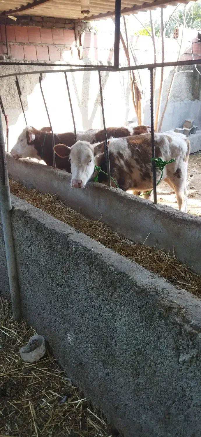 فروش گوساله سمیتال|حیوانات مزرعه|گلوگاه, |دیوار