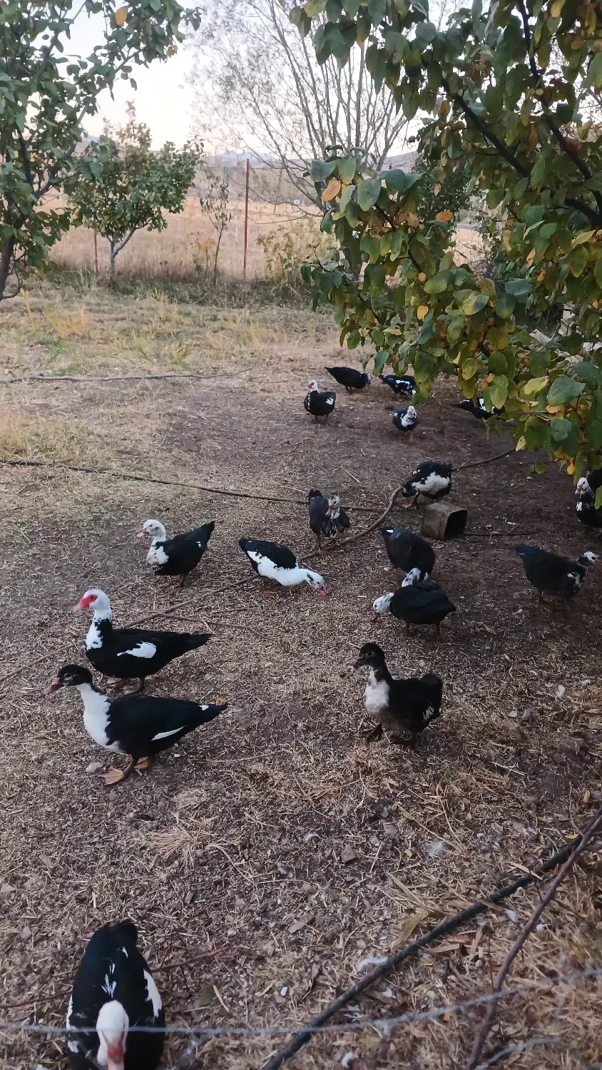 اردک اسرائیلی جوان|حیوانات مزرعه|خلخال, |دیوار