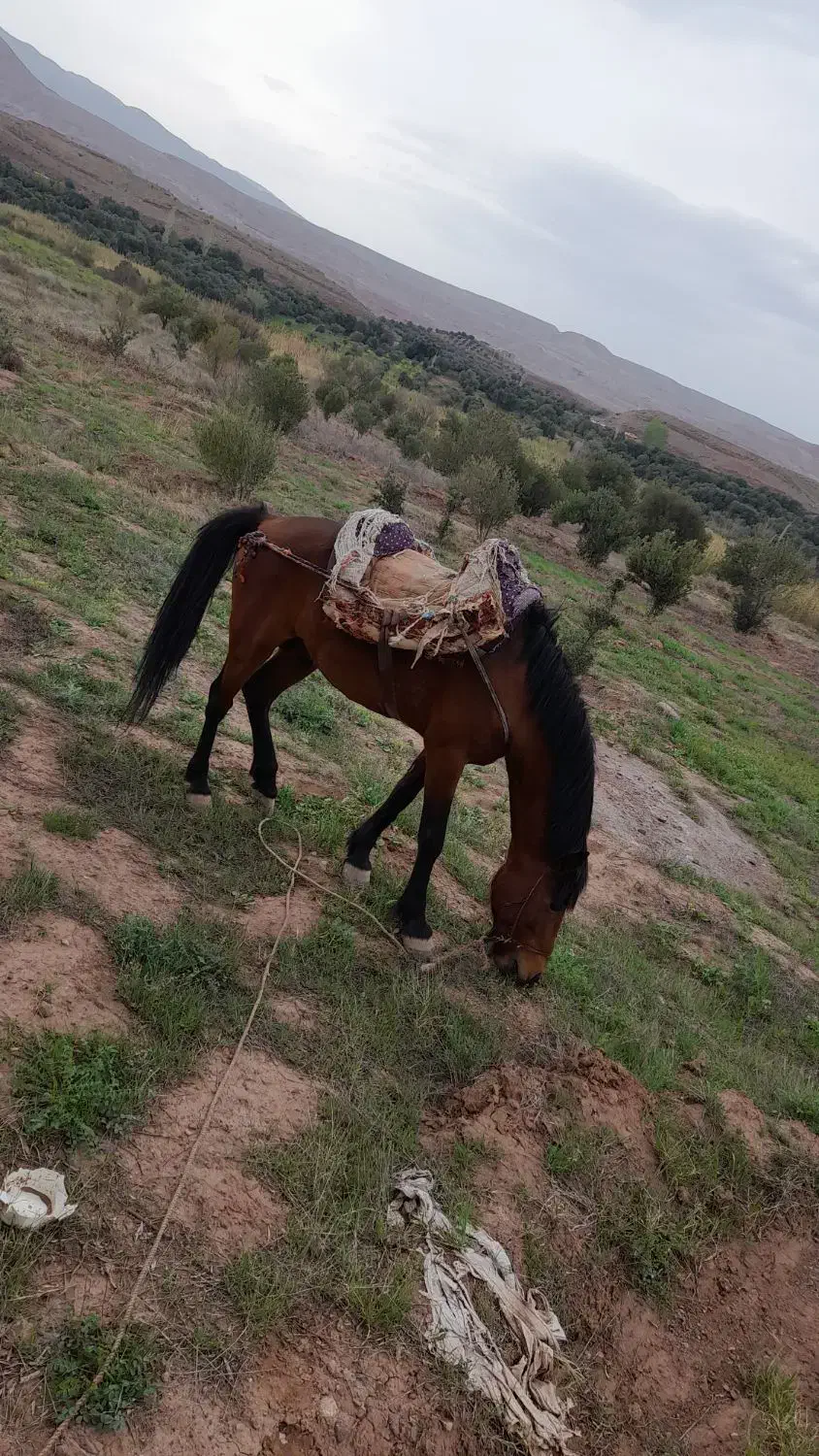 اسب نریان اهلی|اسب و تجهیزات اسبسواری|قزوین, |دیوار