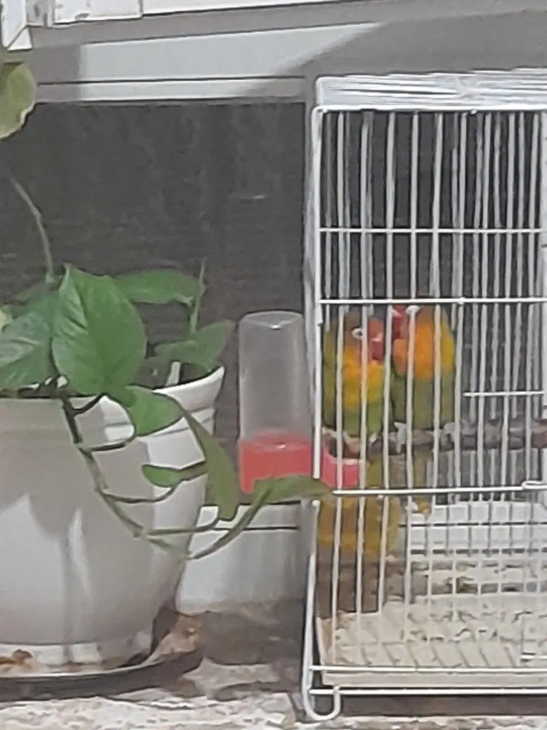 پرنده زینتی کوتوله وقفس|پرنده|خواف, |دیوار