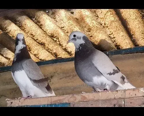 تعداد 18عدد کفتر  تهرانی انگلیسی شمرونی|پرنده|تهران, ورزشگاه آزادی|دیوار