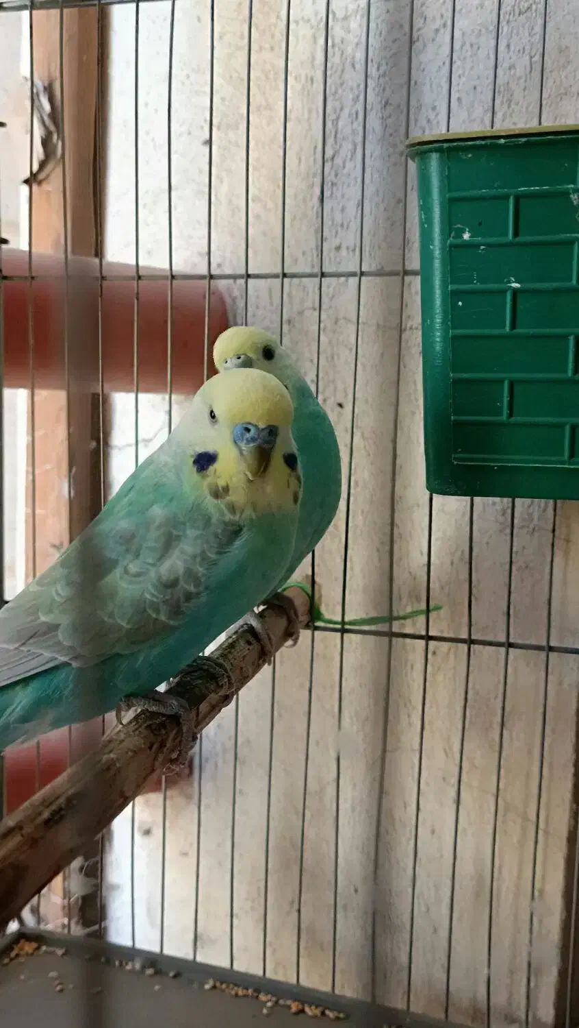 مرغ عشق رینبومولد|پرنده|بندرعباس, |دیوار