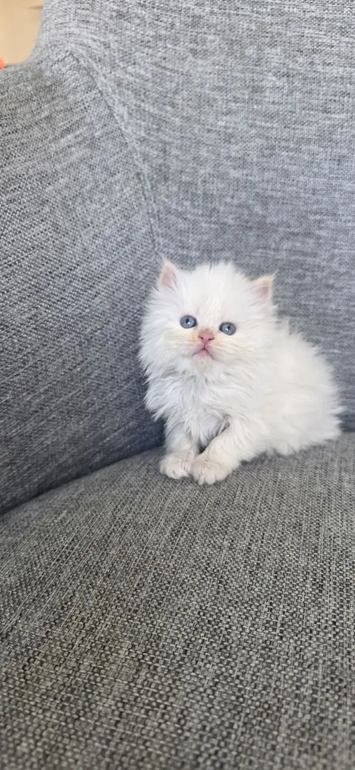 پرشین های زیبا و خاص|گربه|کرج, عظیمیه|دیوار