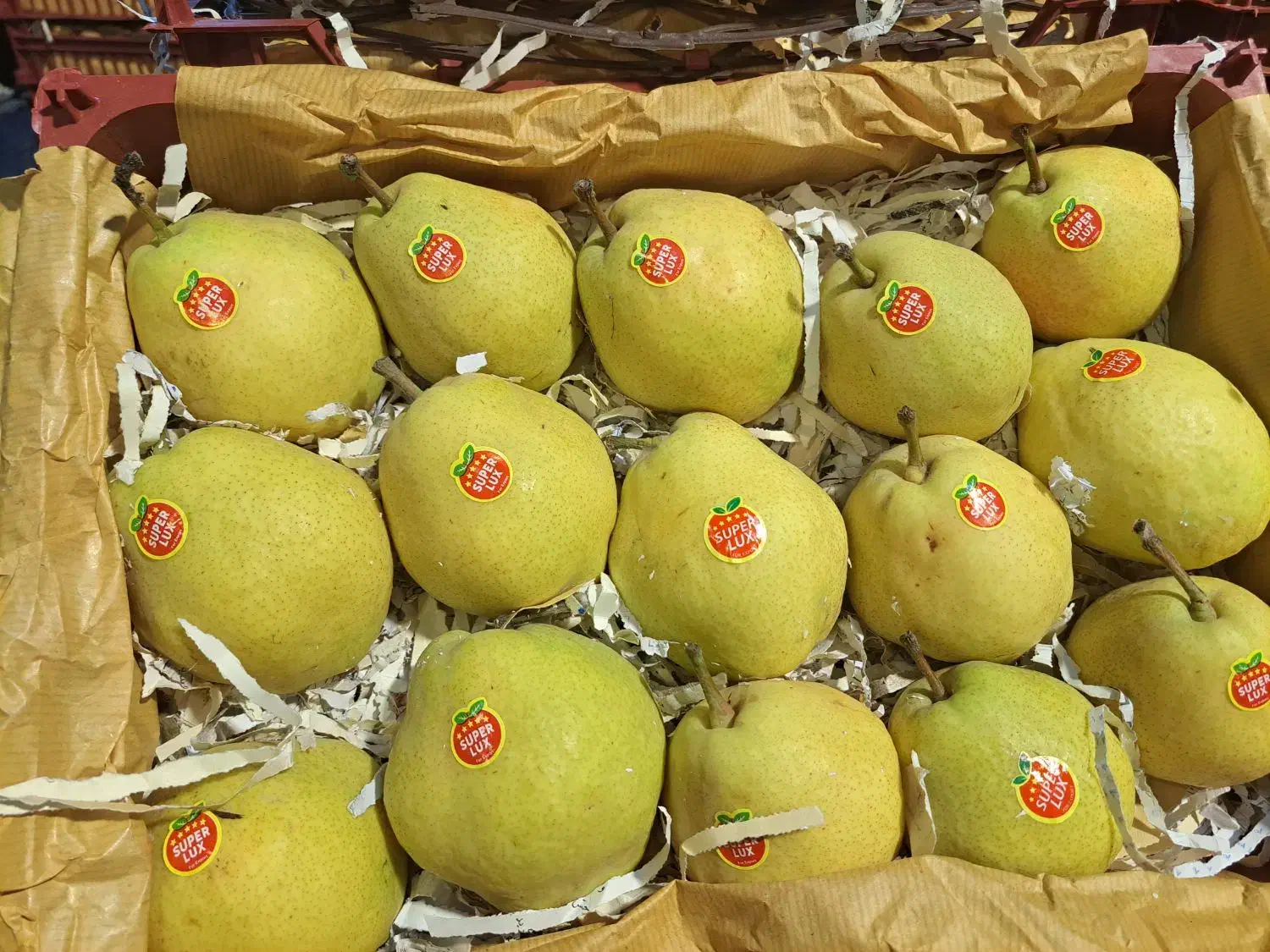 گلابی درگزی|خوردنی و آشامیدنی|اقبالیه, |دیوار