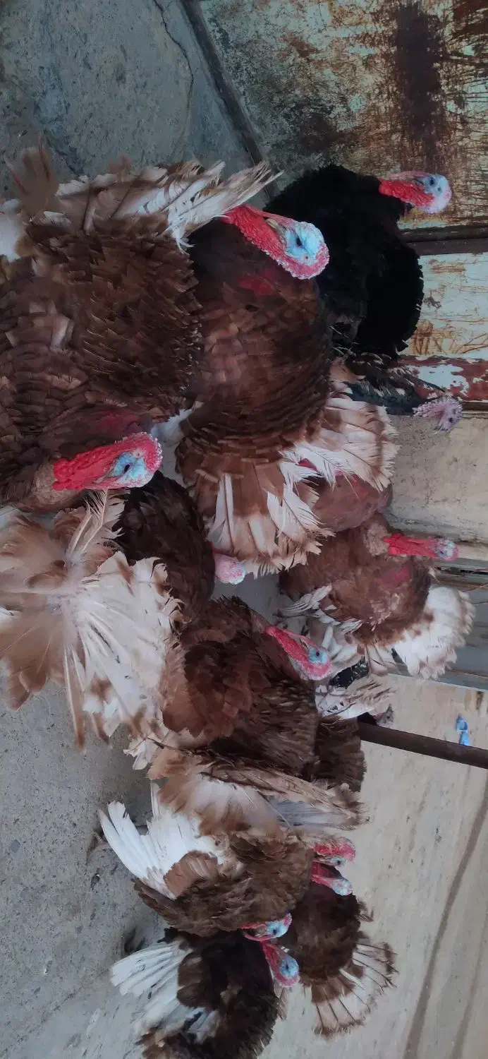 بوقلمون|حیوانات مزرعه|دیواندره, |دیوار