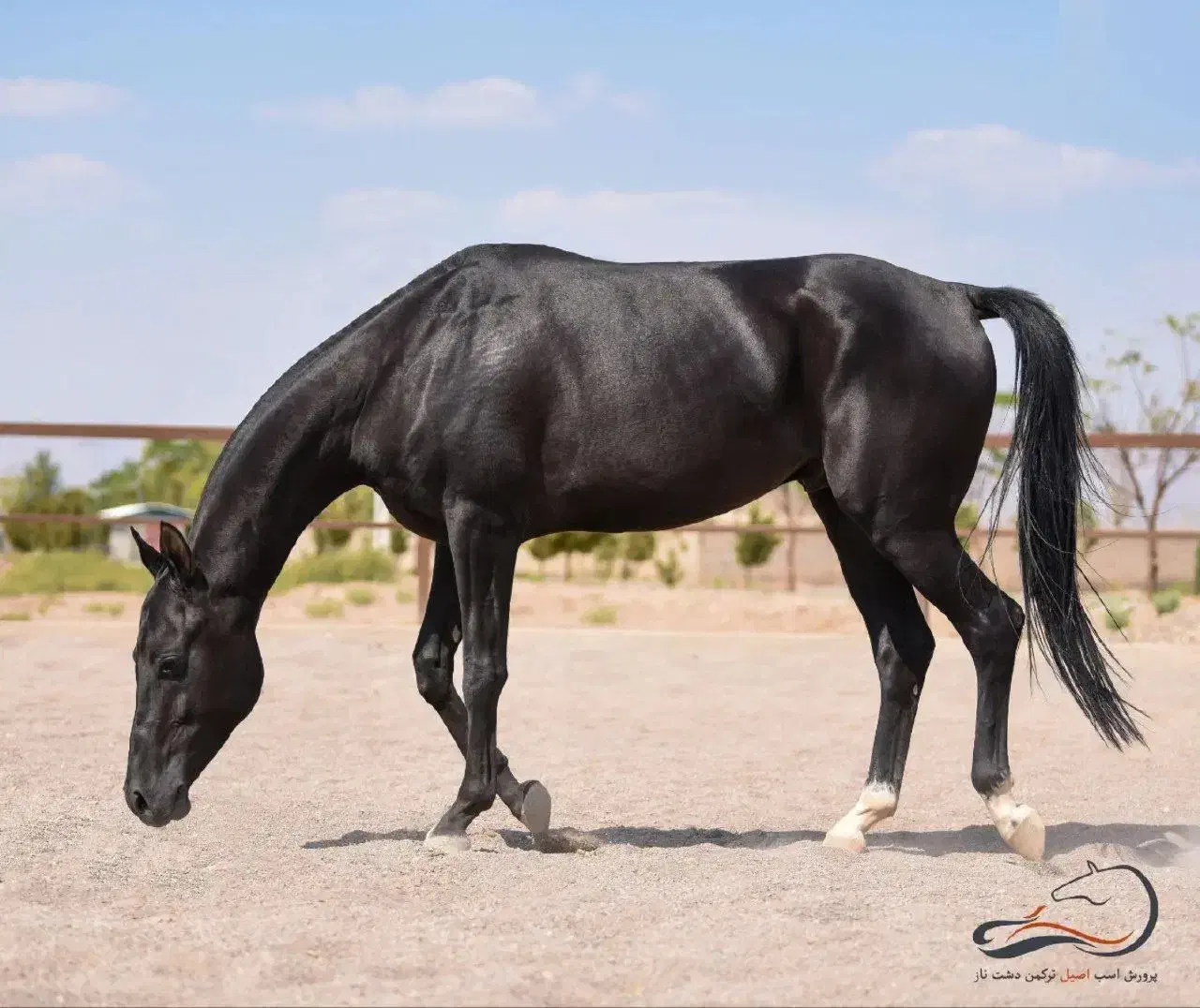 گمشدن دو راس اسب|حیوانات|زابل, |دیوار