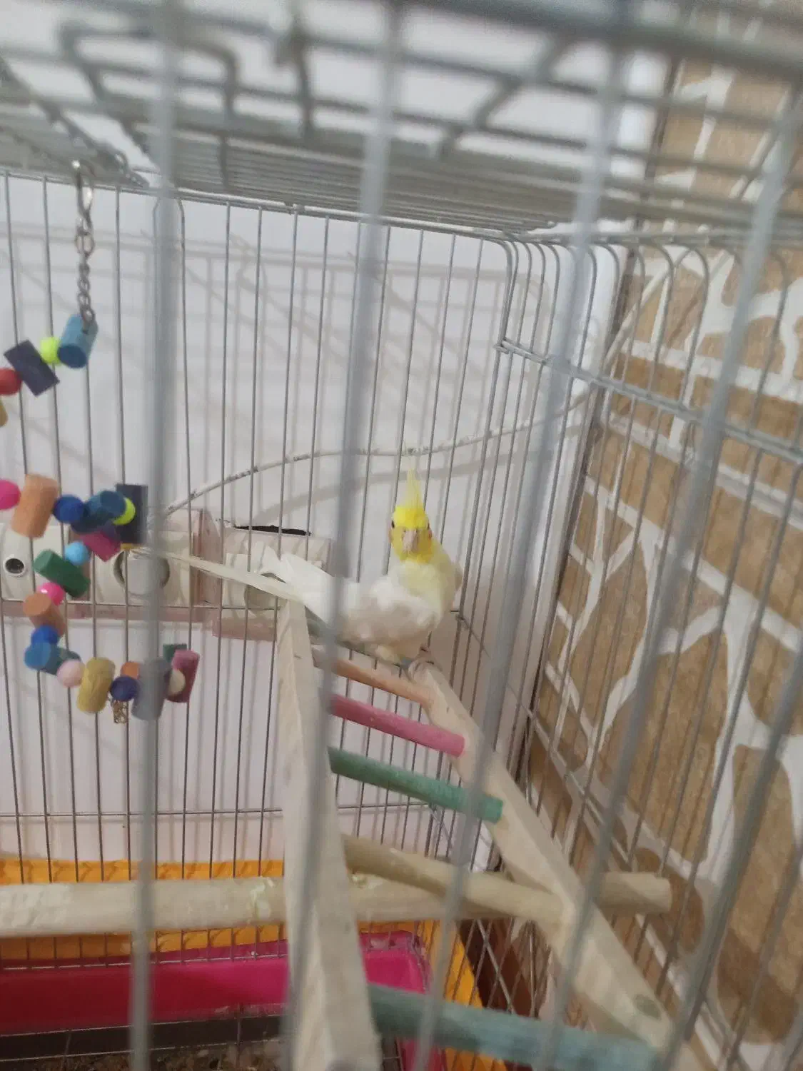 عروس هلندی|پرنده|شاهدشهر, |دیوار