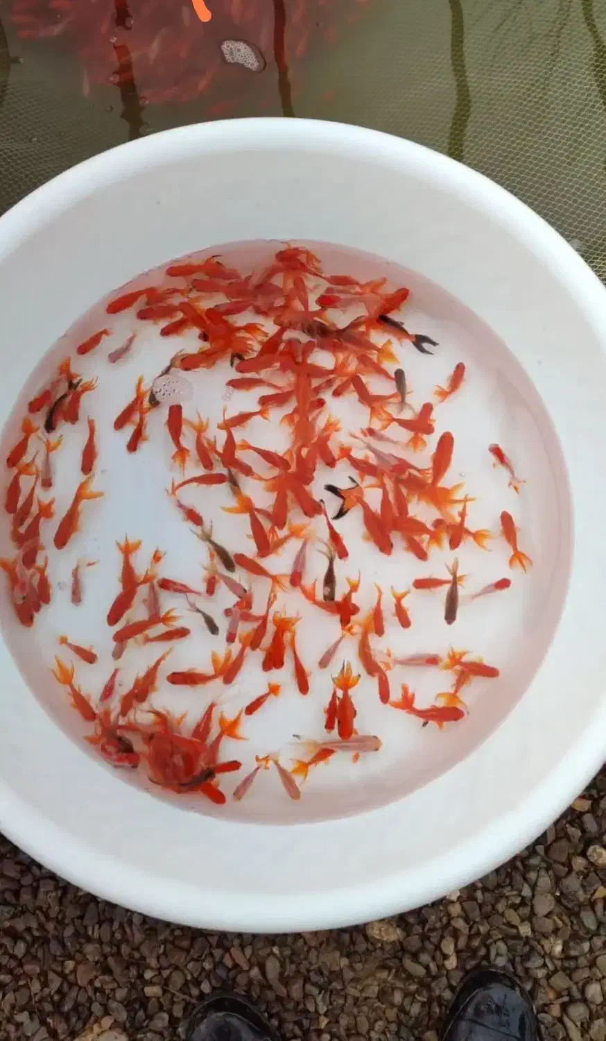 ماهی قرمز|ماهی|خلخال, |دیوار