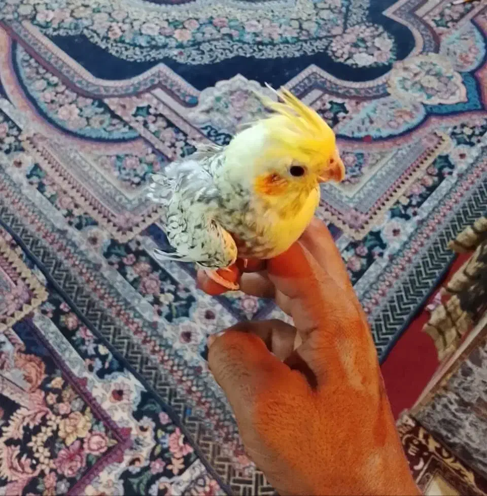 یک عدد عروس هلندی|پرنده|بمپور, |دیوار