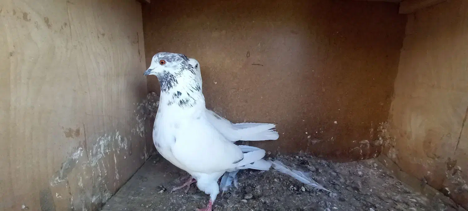 کبوتر کفتر کله دم سبز کاشونی|پرنده|فلاورجان, |دیوار