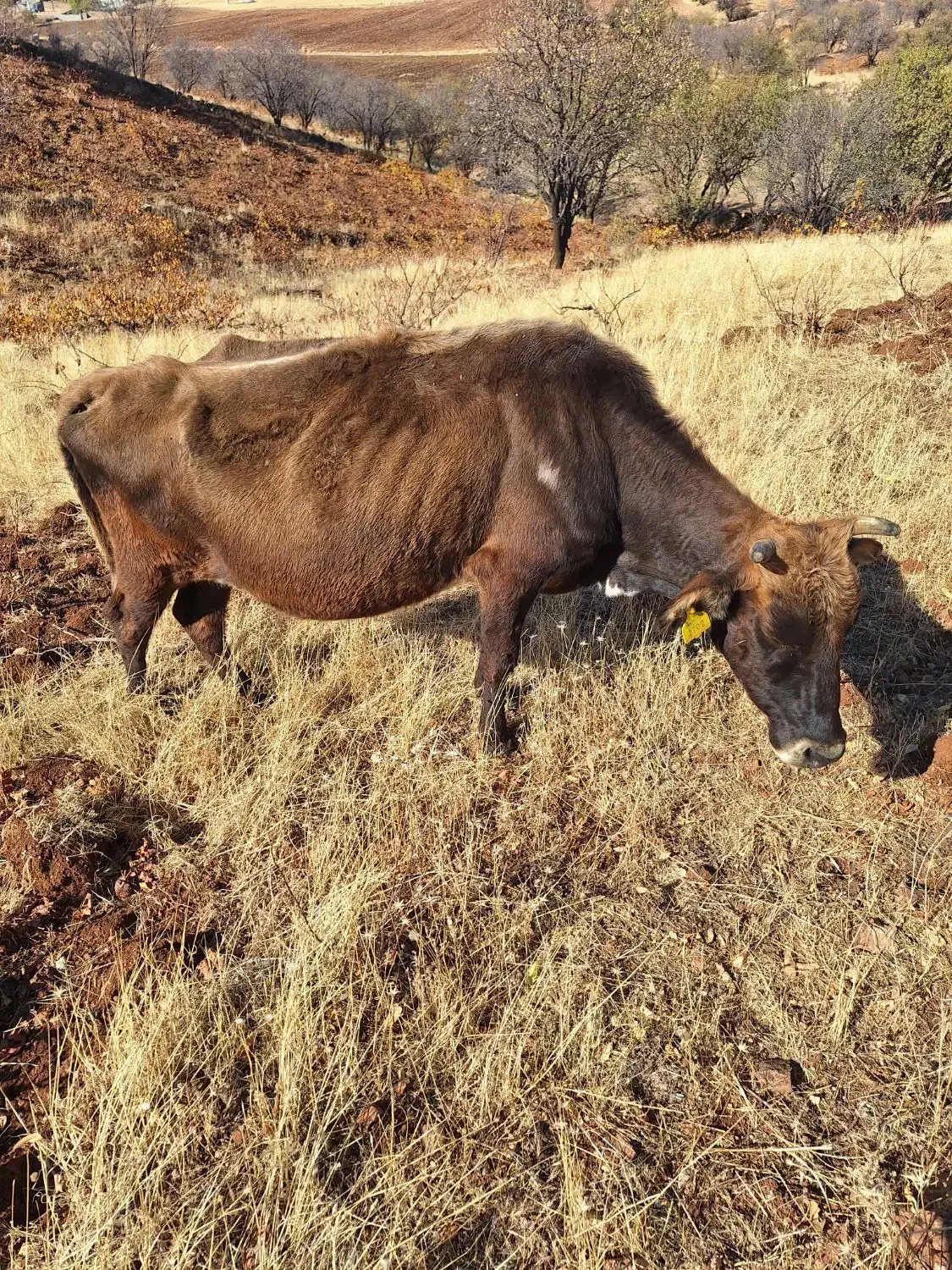 دو راس گاو بومی ترو تمیز|حیوانات مزرعه|جوانرود, |دیوار