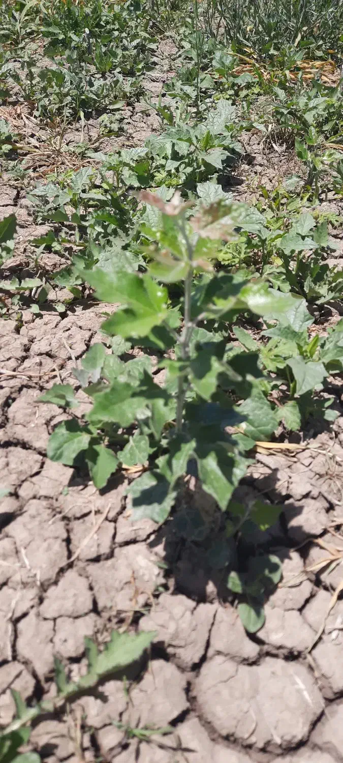 فروش زمین کشاورزی|اجارهٔ دفتر صنعتی، کشاورزی، تجاری|میاندوآب, |دیوار