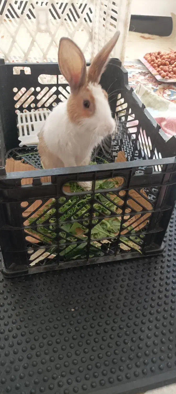 خرگوش ماده|موش و خرگوش|مریوان, |دیوار