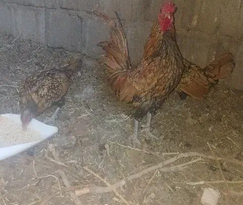 سه عدد خروس سیبرایت و یک خروس برهما|حیوانات مزرعه|فردوس (خراسان), |دیوار